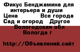 Фикус Бенджамина для интерьера и души › Цена ­ 2 900 - Все города Сад и огород » Другое   . Вологодская обл.,Вологда г.